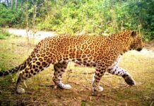 पौड़ी गढ़वाल में गुलदार का आतंक: बमठी गांव में 75 वर्षीय बुजुर्ग महिला को बनाया शिकार, ग्रामीणों में आक्रोश