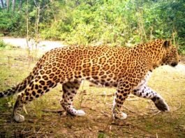 पौड़ी गढ़वाल में गुलदार का आतंक: बमठी गांव में 75 वर्षीय बुजुर्ग महिला को बनाया शिकार, ग्रामीणों में आक्रोश