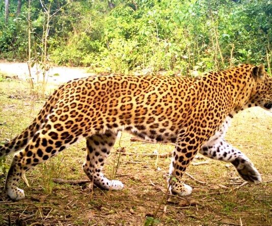 पौड़ी गढ़वाल में गुलदार का आतंक: बमठी गांव में 75 वर्षीय बुजुर्ग महिला को बनाया शिकार, ग्रामीणों में आक्रोश