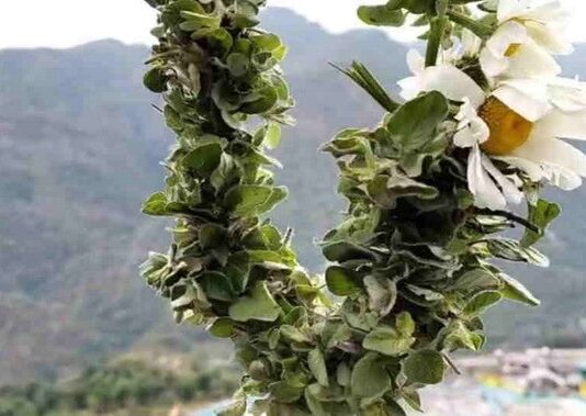 उत्तराखंड में पहली बार बद्री तुलसी की व्यावसायिक खेती की तैयारी, धार्मिक व औषधीय महत्व को मिलेगा बढ़ावा