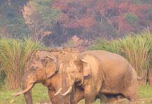 टांडा रेंज में जंगली हाथी का कहर: दो लोगों की मौत, लालकुआं क्षेत्र में दहशत