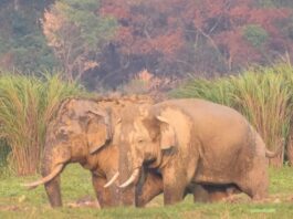 टांडा रेंज में जंगली हाथी का कहर: दो लोगों की मौत, लालकुआं क्षेत्र में दहशत
