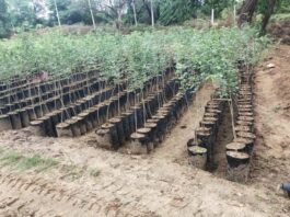 उत्तराखंड की 92 नर्सरियों के पुनर्जीवन की तैयारी, यूरोपीय सब्जियों की खेती को मिलेगा बढ़ावा