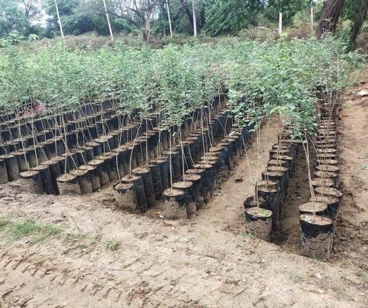 उत्तराखंड की 92 नर्सरियों के पुनर्जीवन की तैयारी, यूरोपीय सब्जियों की खेती को मिलेगा बढ़ावा