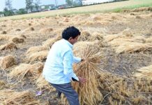 Uttarakhand: बेमौसमी बारिश और तेज हवाओं से गेहूं की फसल को भारी नुकसान, किसानों की मेहनत पर फिरा पानी