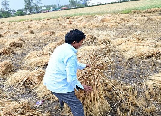 Uttarakhand: बेमौसमी बारिश और तेज हवाओं से गेहूं की फसल को भारी नुकसान, किसानों की मेहनत पर फिरा पानी