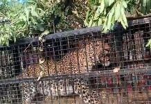 नैनीताल में तेंदुआ पिंजरे में कैद: दोगड़ा गांव में दहशत बरकरार, वन्यजीव हमलों में दो की मौत से सहमे ग्रामीण