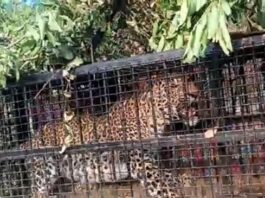 नैनीताल में तेंदुआ पिंजरे में कैद: दोगड़ा गांव में दहशत बरकरार, वन्यजीव हमलों में दो की मौत से सहमे ग्रामीण