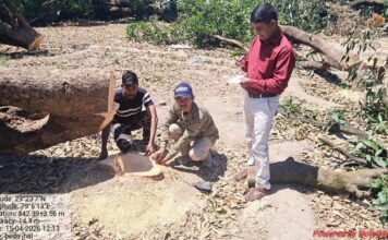 रामनगर में 12 बीघा बगीचे में अवैध कटान: 60 आम-लीची के पेड़ काटे, बगीचा स्वामी समेत दो के खिलाफ FIR के निर्देश