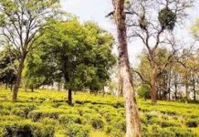 अंतरराष्ट्रीय चाय दिवस: उत्तराखंड बन रहा चाय उत्पादन का नया हब, नौ जिलों में लहलहा रहे बागान
