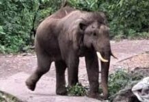 ऋषिकेश में सड़क पर पहुंचा हाथी, मॉर्निंग वॉक कर रहे लोगों में मचा हड़कंप, कुछ देर रोका गया यातायात