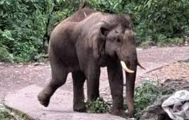 ऋषिकेश में सड़क पर पहुंचा हाथी, मॉर्निंग वॉक कर रहे लोगों में मचा हड़कंप, कुछ देर रोका गया यातायात