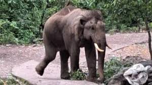 ऋषिकेश में सड़क पर पहुंचा हाथी, मॉर्निंग वॉक कर रहे लोगों में मचा हड़कंप, कुछ देर रोका गया यातायात