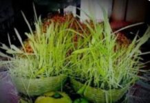 मुख्यमंत्री ने दी प्रदेशवासियों को हरेला पर्व की शुभकामना